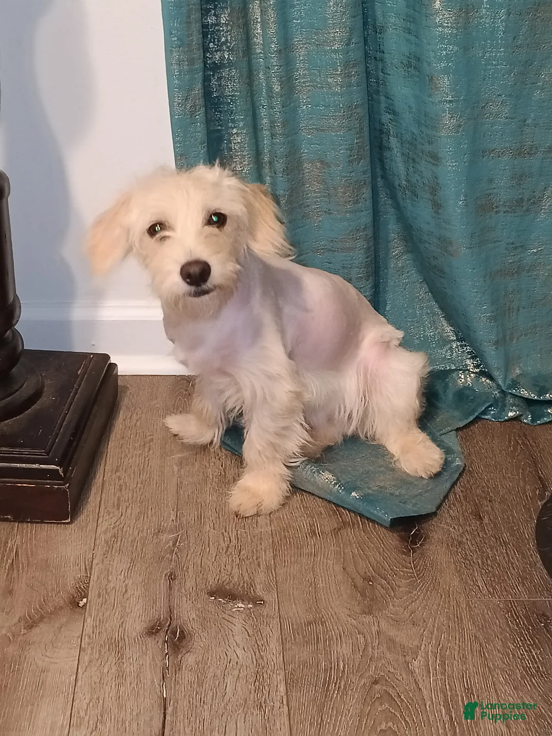 Maltipoo dogs for sale: Maltipoo Puppy 1 - Ad 1