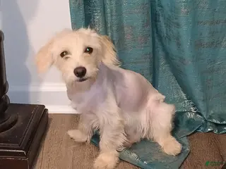 Maltipoo dogs Maltipoo Puppy 1 - Ad 3