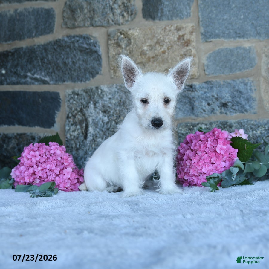 West Highland Terrier dogs Alayna - Ad 1