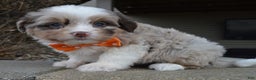 Mini Aussiedoodle dogs for sale: Toy Axel - Ad 4
