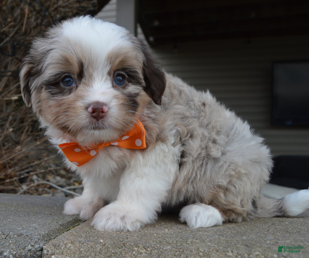 Mini Aussiedoodle dogs for sale: Toy Axel - Ad 4