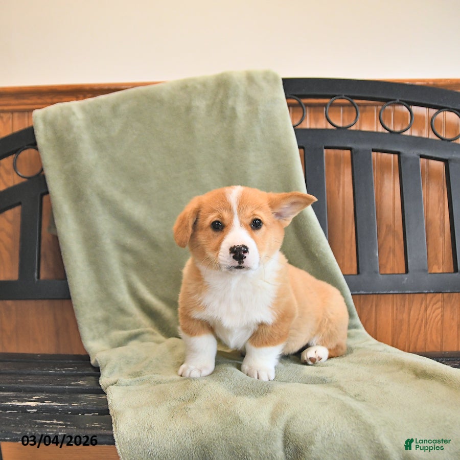 Welsh Corgi Pembroke dogs Tater - Ad 1