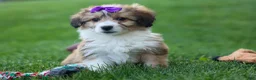 Corgipoo dogs for sale: NELLY - Ad 16