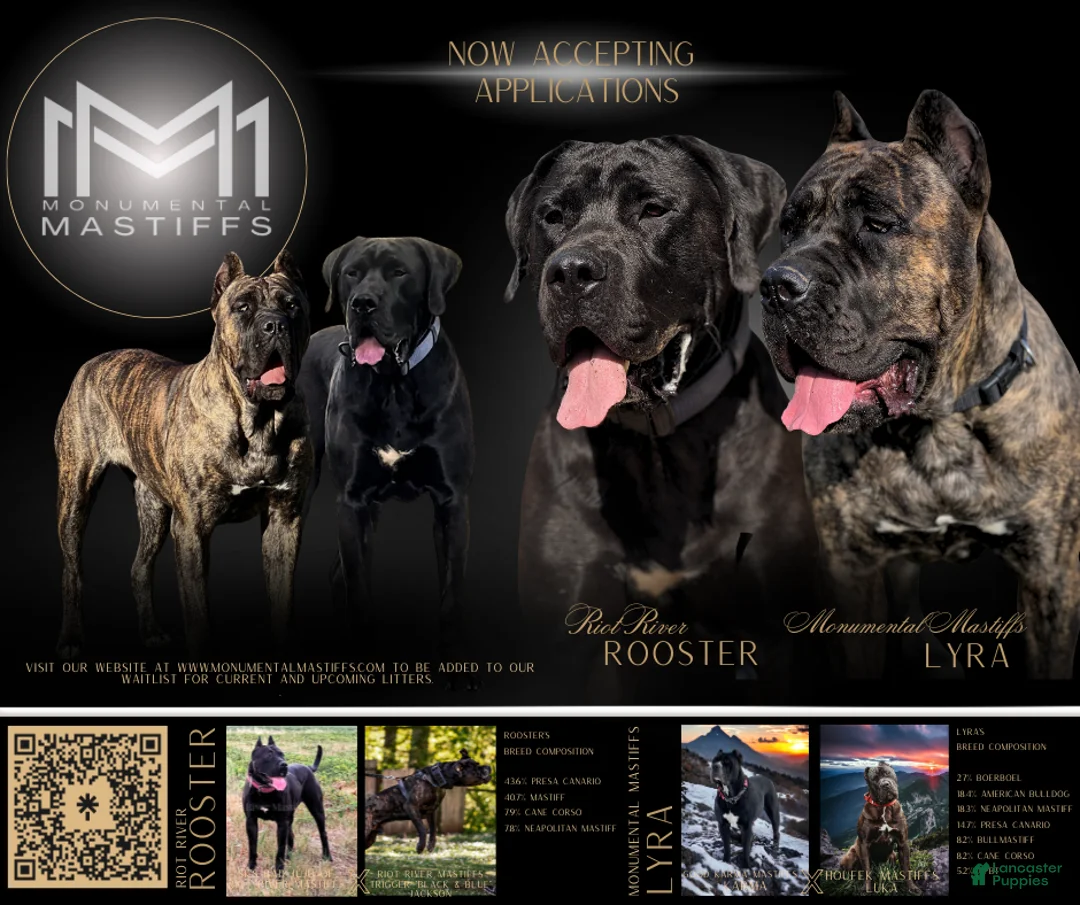 Mixed Breed dogs for sale: Dark Pink Collar Female - Ad 10