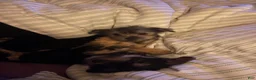 Mixed Breed dogs for sale: Bentley  - Ad 9