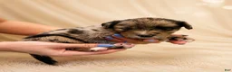 Mixed Breed dogs for sale: Coco - Ad 14
