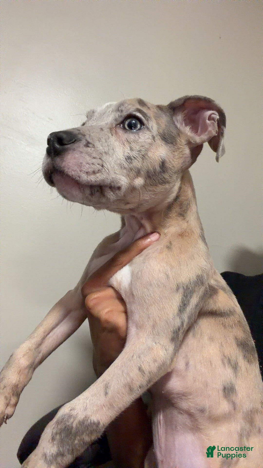 American Bully dogs for sale: American Bully 1 - Ad 36