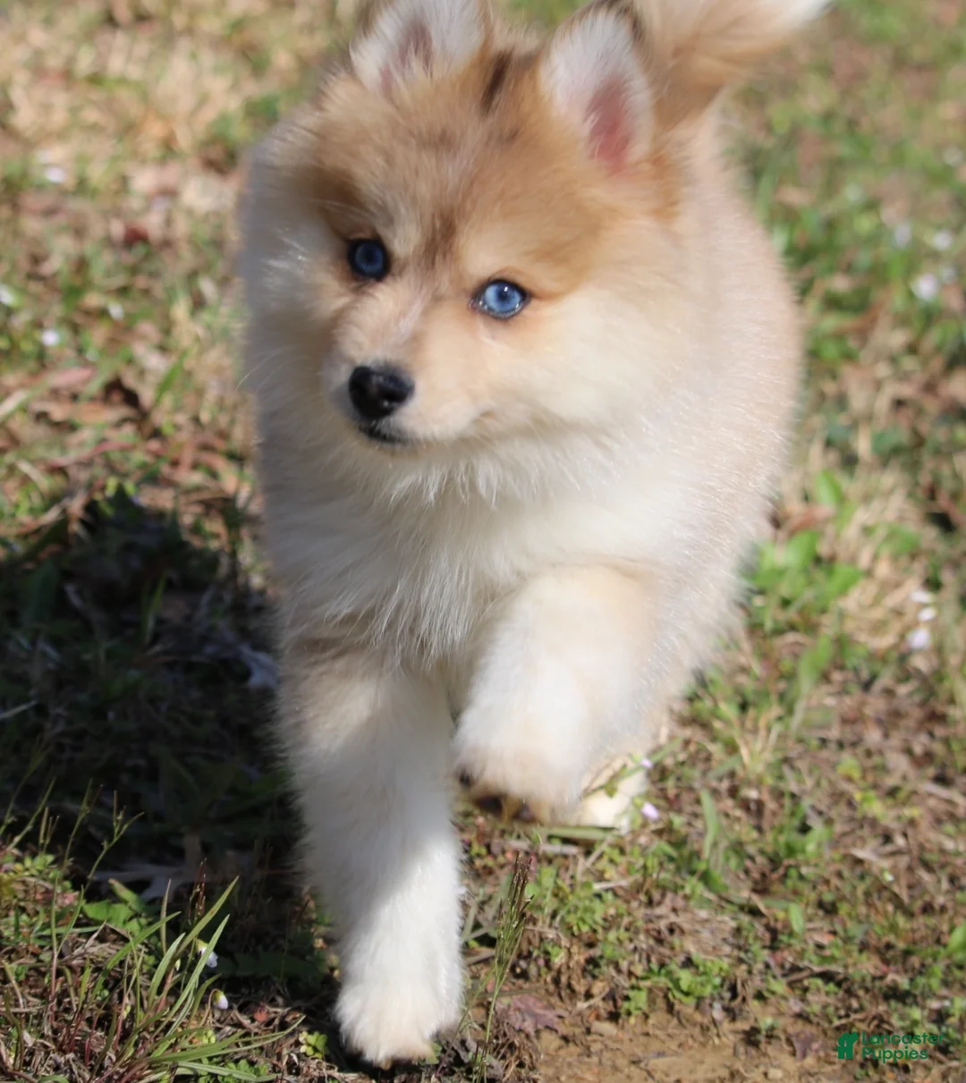 Pomsky dogs for sale:  Buddy - Ad 6