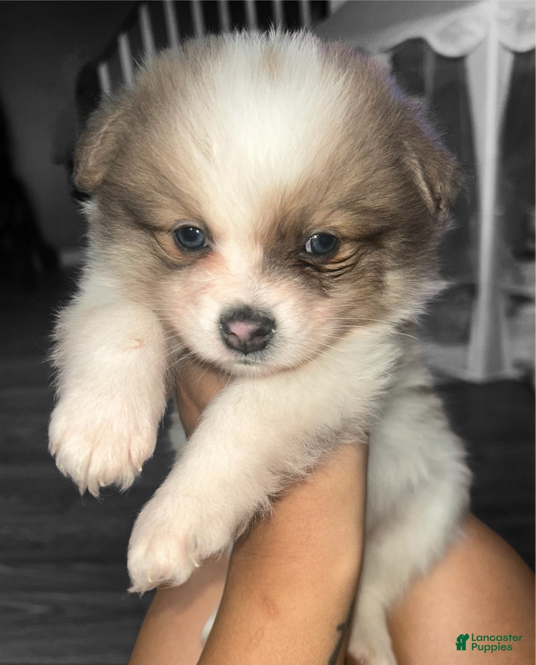 Pomeranian dogs for sale: Pomeranian Pups - Ad 4