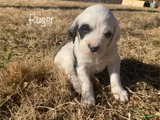 English Setter dogs Ruger - Ad 5