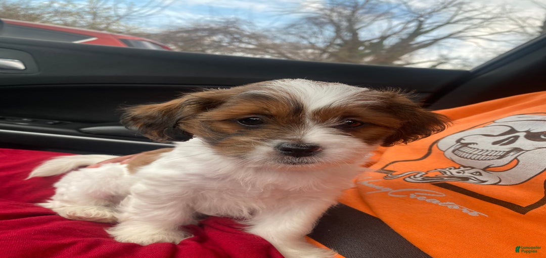 Gallery Image {{count}}