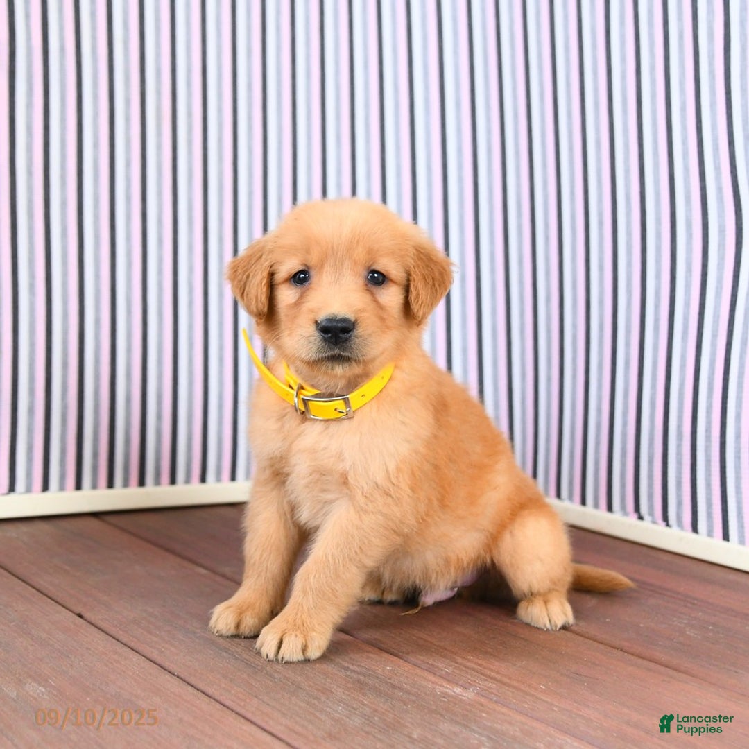 Akc Golden Medium Retriever Breeds Jack AKC For Sale In Peach