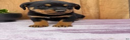 Rottweiler dogs for sale: Raven - Ad 6