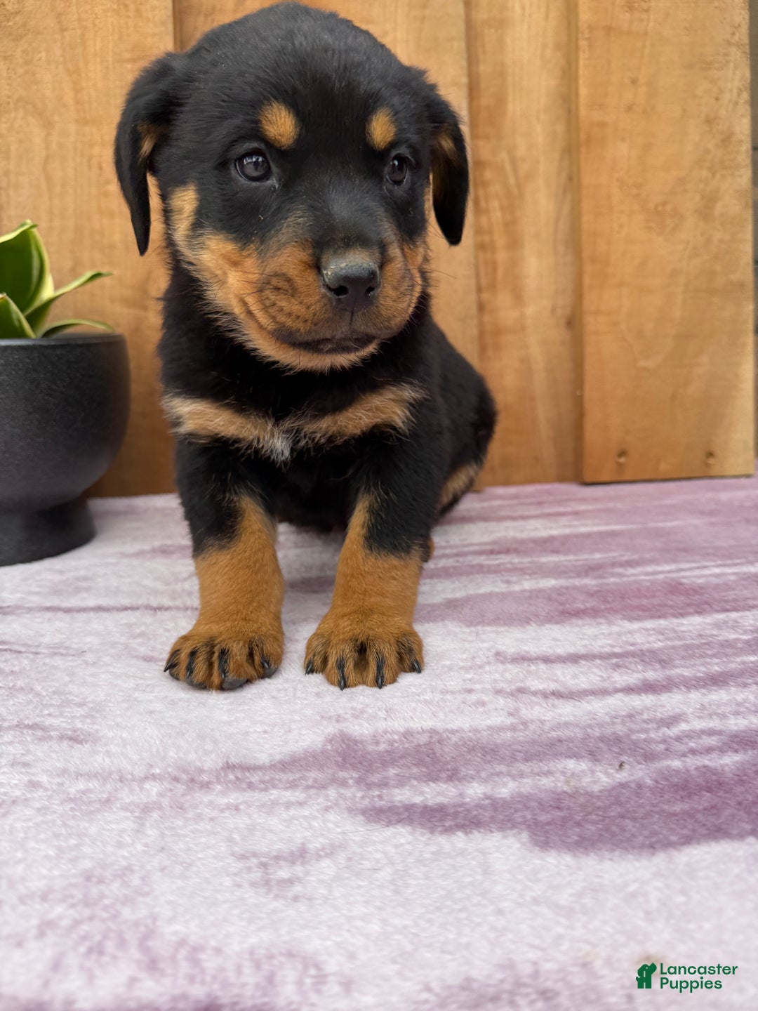 Rottweiler dogs for sale: Raven - Ad 6