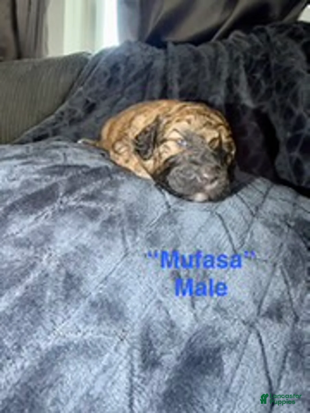 Mixed Breed dogs for sale: Musafa - Ad 1