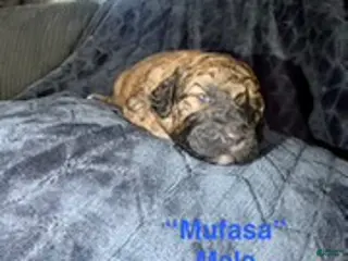 Mixed Breed dogs for sale: Musafa - Ad 1