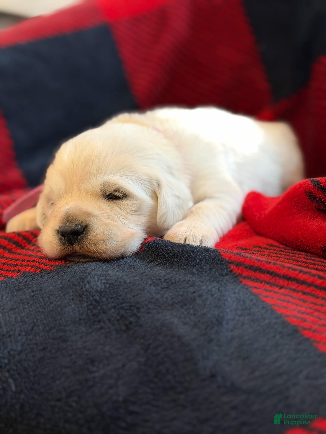 Golden Retriever dogs for sale: Stella - Ad 2