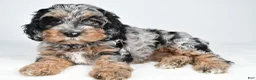 Cockapoo dogs for sale: Vicki - Ad 5