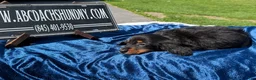 Miniature Dachshund dogs for sale: Russian AKC dachshund - Ad 3