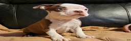 Boston Terrier dogs for sale: Taurus (male 1) - Ad 15