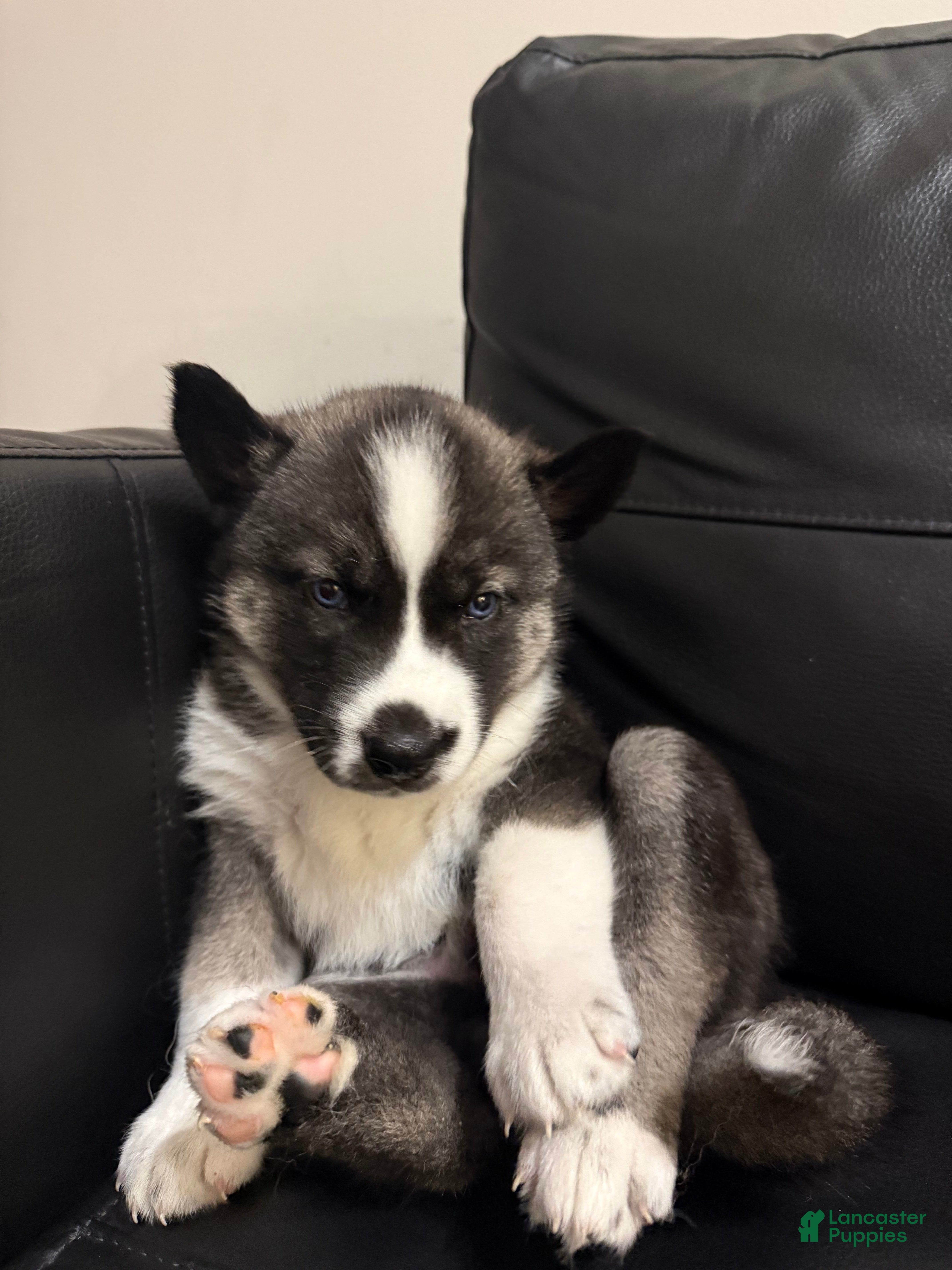 Siberian Husky dogs Florida Man - Ad 1