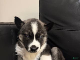 Siberian Husky dogs Florida Man - Ad 1