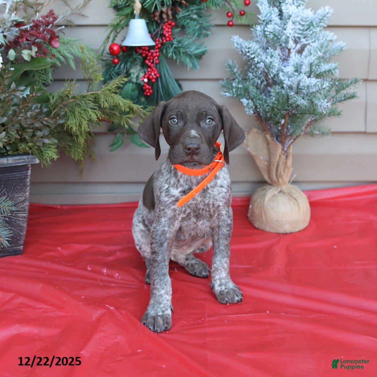 German Shorthaired Pointer dogs Lucky - Ad 32