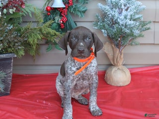 German Shorthaired Pointer dogs Lucky - Ad 32