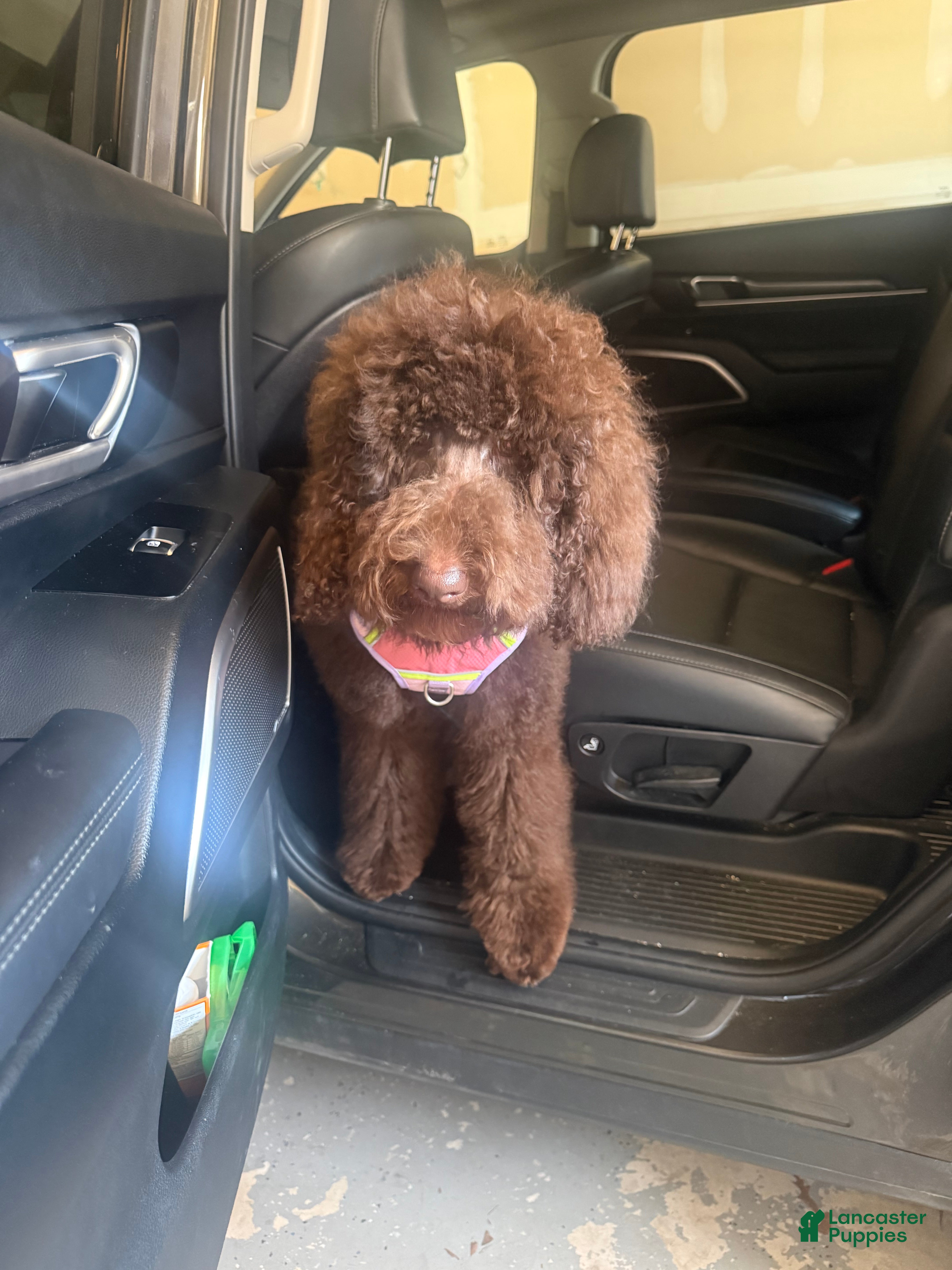 Standard Poodle dogs Standard Poodle Puppy 2 - Ad 35