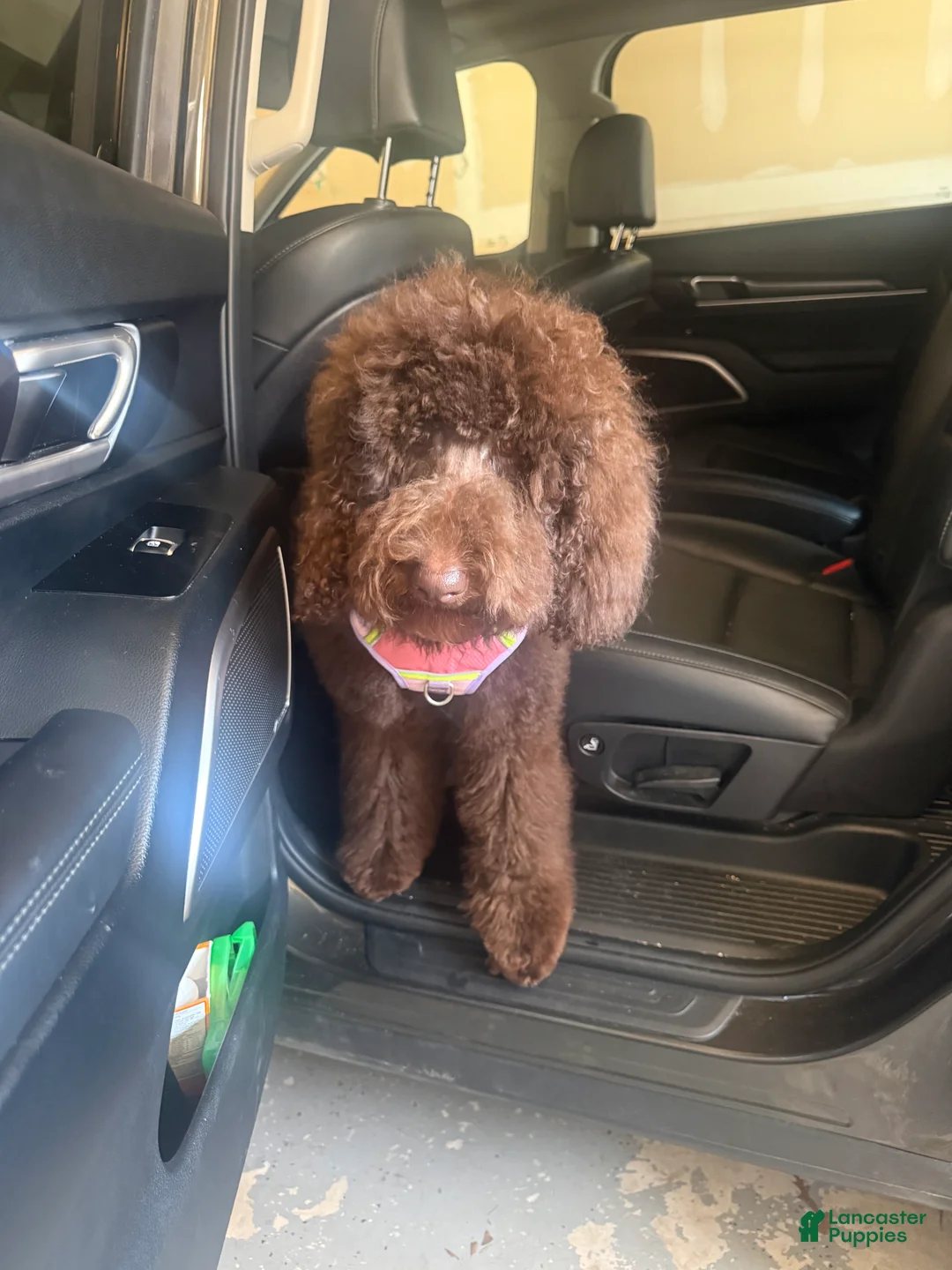 Standard Poodle dogs for sale: Standard Poodle Puppy 2 - Ad 1