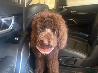 Standard Poodle dogs Standard Poodle Puppy 2 - Ad 35