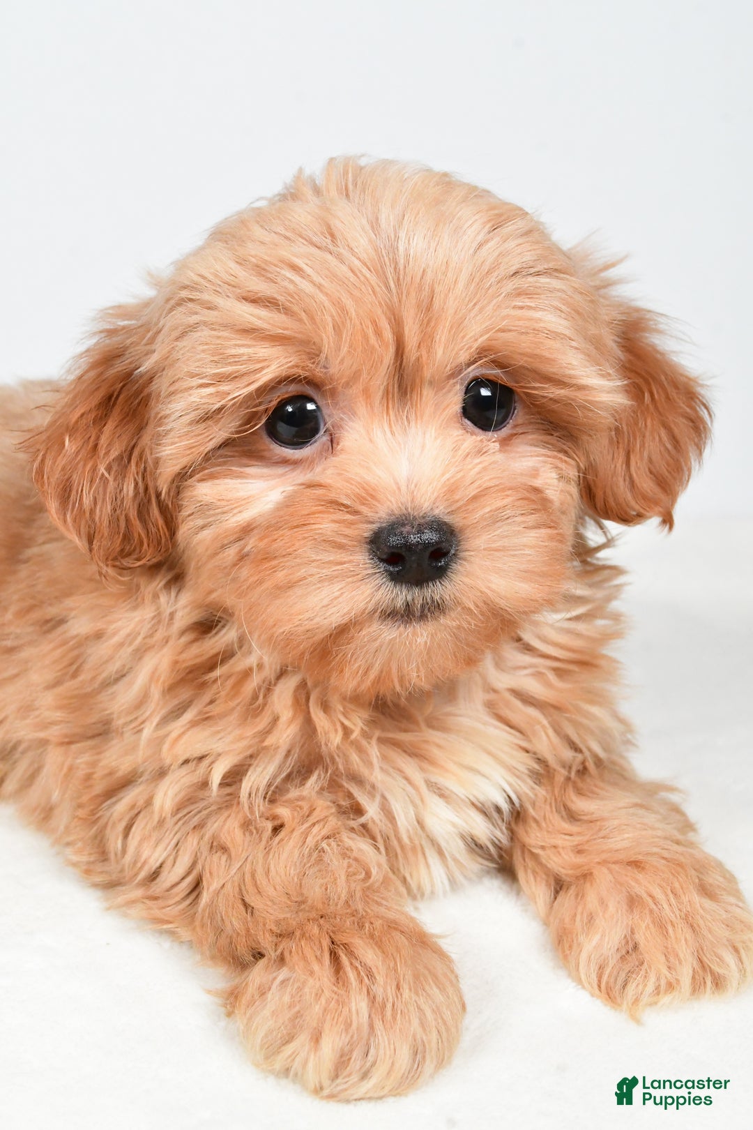 Shihpoo dogs for sale: Jasper - Ad 3