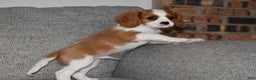 Cavalier King Charles Spaniel dogs for sale: Myles - Ad 6