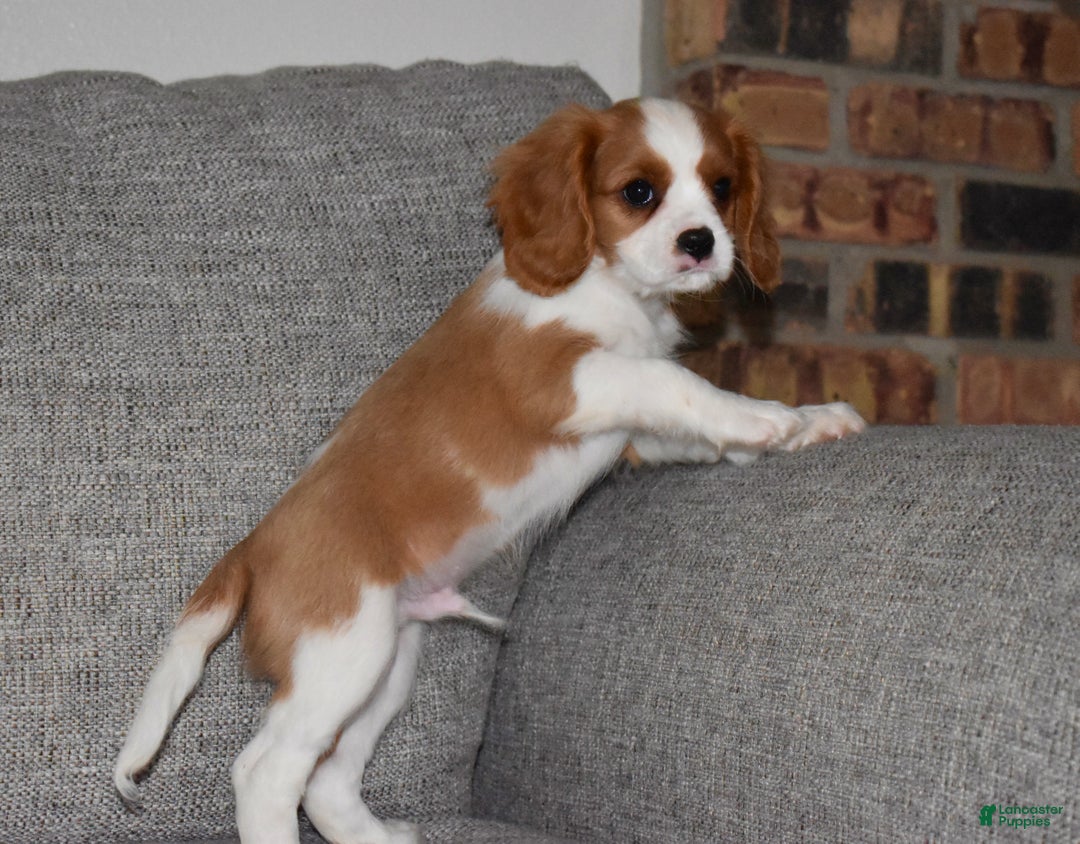 Cavalier King Charles Spaniel dogs for sale: Myles - Ad 6