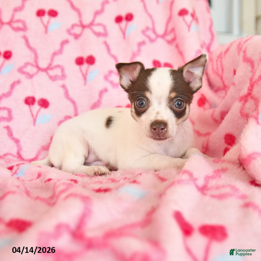 Chihuahua dogs Jasper - Ad 1