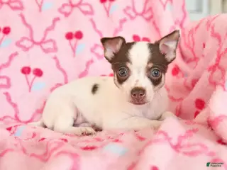 Chihuahua dogs for sale: Jasper - Ad 1