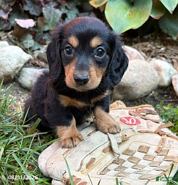 Dachshund dogs Remington - Ad 1