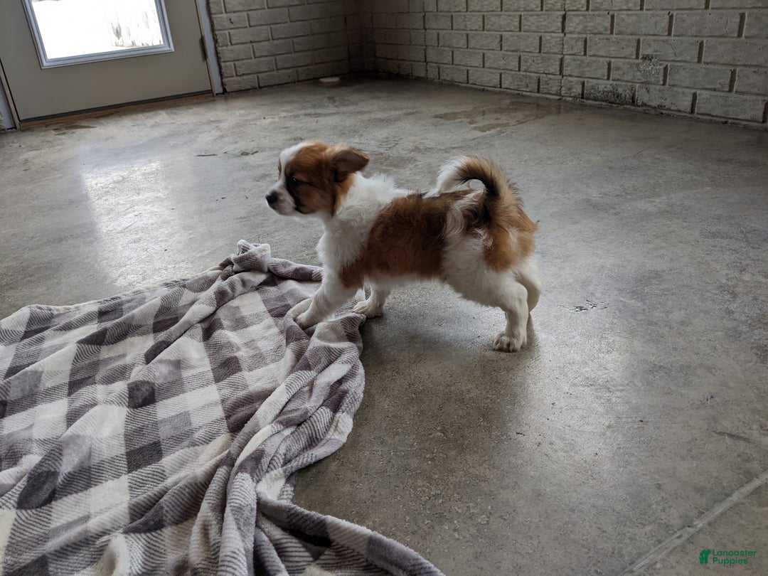 Papillon dogs for sale: Chief  - Ad 2