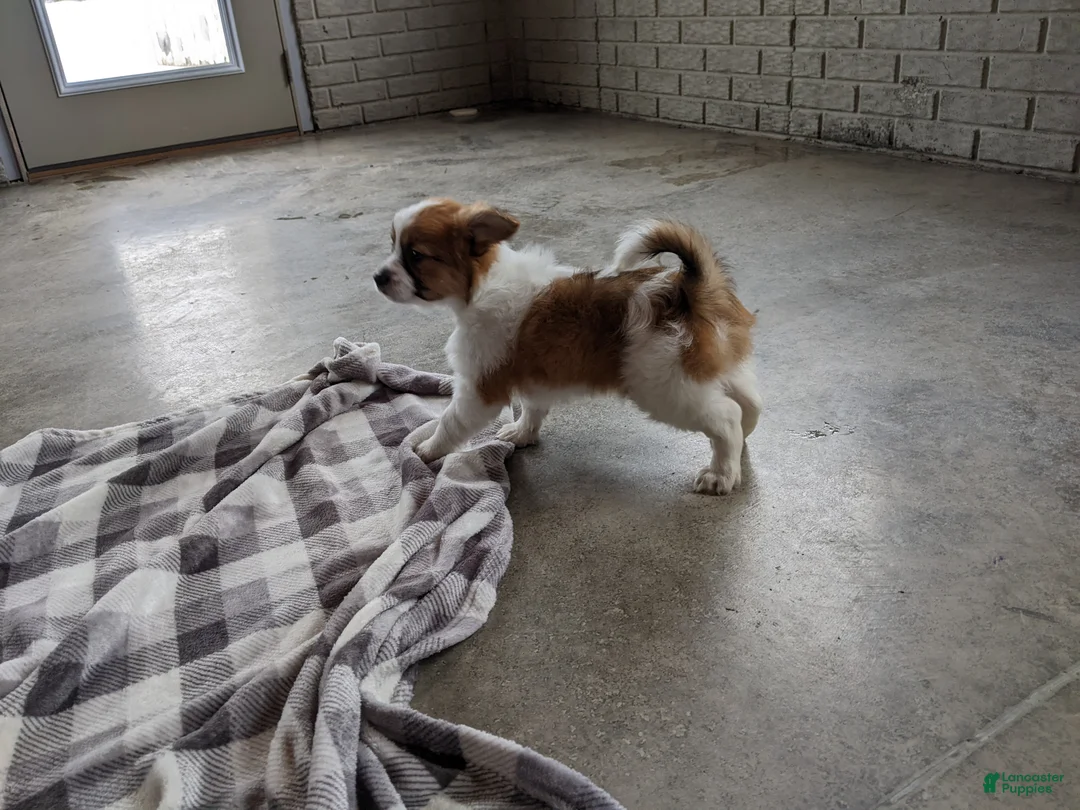 Papillon dogs for sale: Chief  - Ad 6
