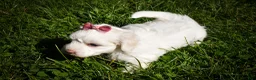 Maltese dogs for sale: Darling🩷 - Ad 7