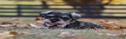 Miniature Schnauzer dogs for sale: Brianna - Ad 10