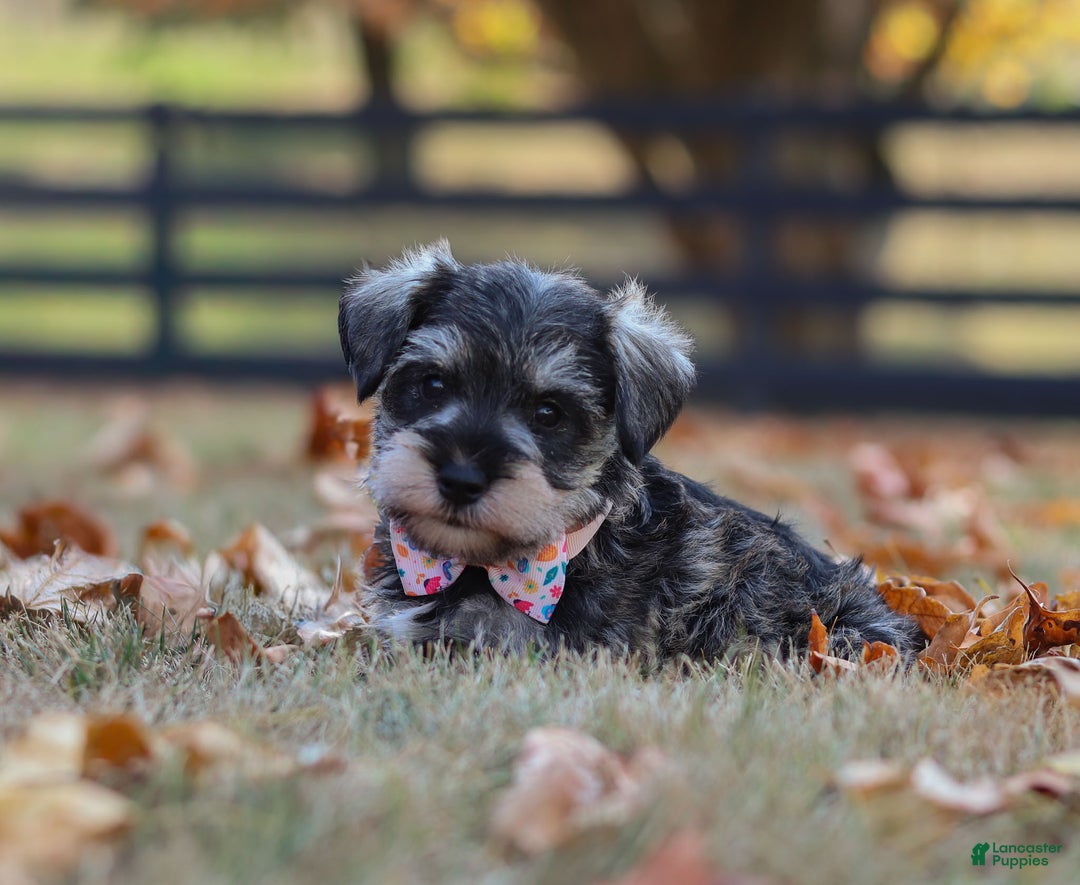 Miniature Schnauzer dogs for sale: Brianna - Ad 10