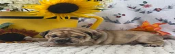English Bulldog dogs for sale: Duke - Ad 3