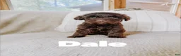Aussiedoodle dogs for sale: Dale - Ad 3