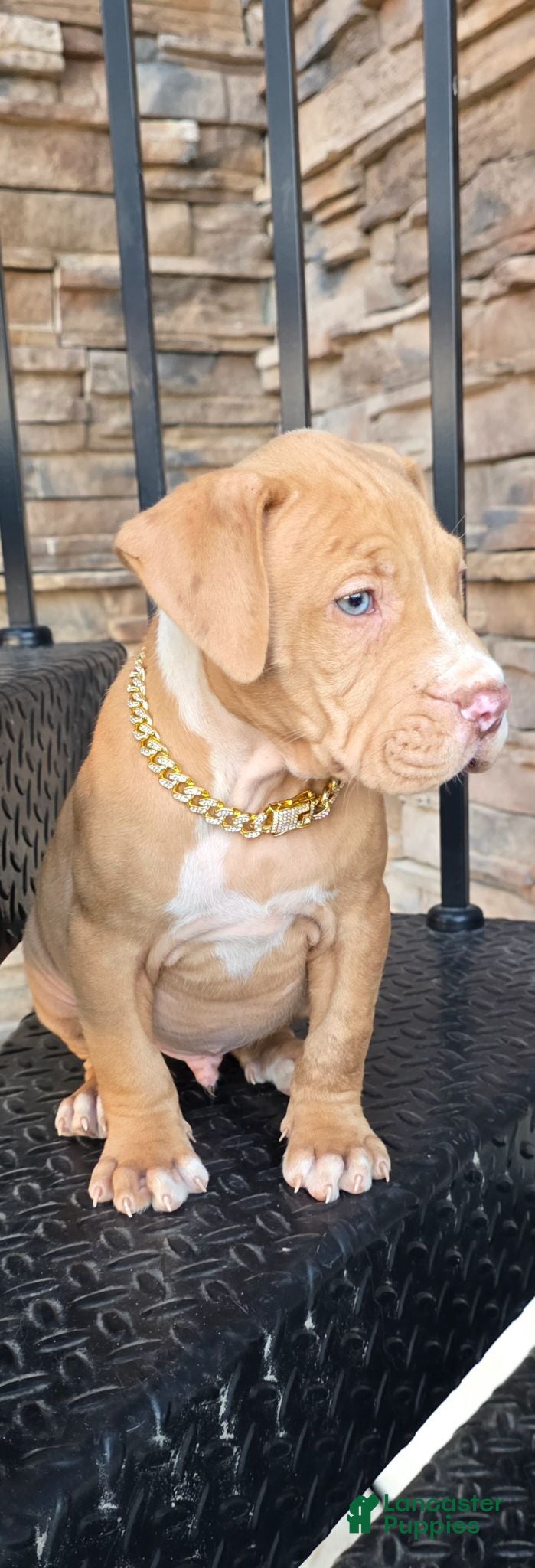 American Pit Bull Terrier dogs Rocco - Ad 1