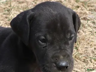 Great Dane dogs Stella - Ad 15