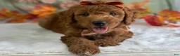 Mini Goldendoodle dogs for sale: Razzle - Ad 3