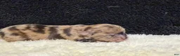 Chihuahua dogs for sale: Chihuahua 1 - Ad 11