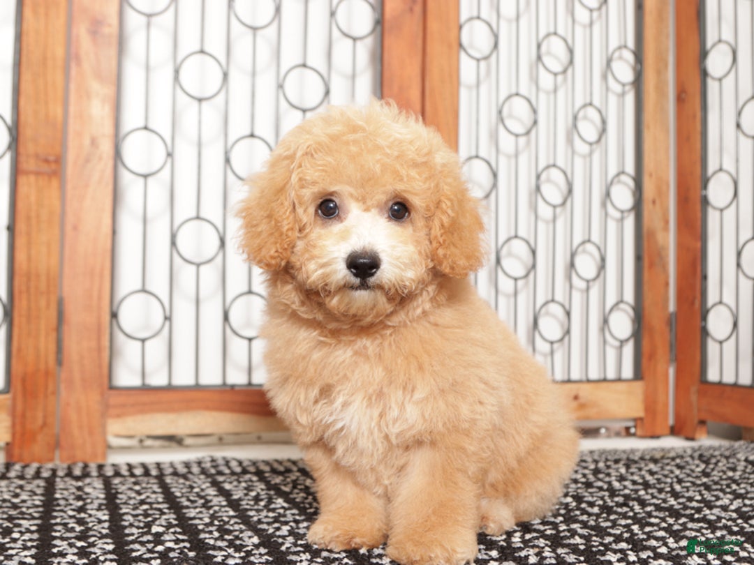 Bichpoo dogs for sale: Cody - Ad 4