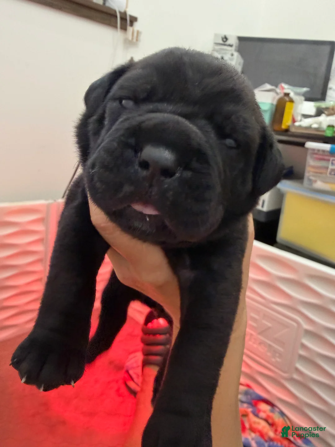 Cane Corso dogs for sale: Purple Collar - Meadow - Ad 1